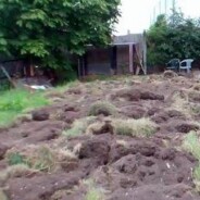 Update on our allotment – 3 weeks on