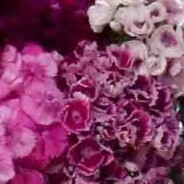 Cut flower seeds to sow yourself in June or July for harvesting next year