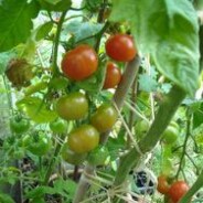 The fascination of gardening. Constant learning curves.