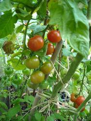 Tomatoes in the greenhouse last summer Tomatoes in the greenhouse last summer