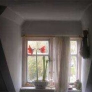 Amaryllis and  honey bees