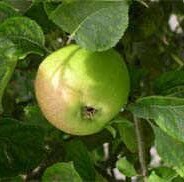 Old Fashioned Apple Jelly Recipe