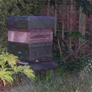 Our colony of bees is behaving strangely