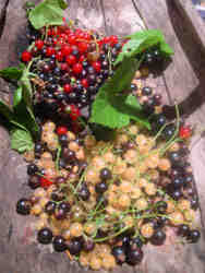 In my basket are black, red and white currants