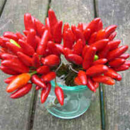 Best Chilli Sherry recipe