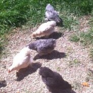 Update on our chickens. Past, present and future.