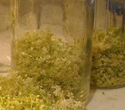 elderflowers and old glass jars