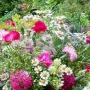 Flowers from the garden July 2012. One day late