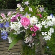 Flowers from the garden June 2012