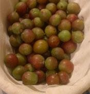 Green Bullace gin recipe