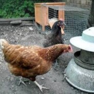 We may have new chicks in a few days time