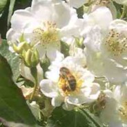 How to move a hive of bees