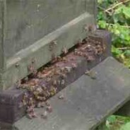 Honey bees, emergency and the Snelgrove board