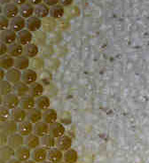 Our first honey harvest