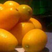 Kumquat Liqueur (Gin or Vodka) recipe