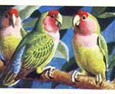 Love birds cigarette card