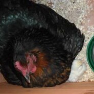 Chick count is now two