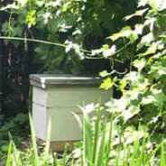 Angry bees chased me down the garden