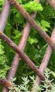 Francoise’s garden herb jelly recipe