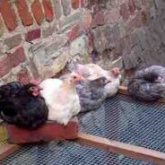 The Pekins are now three months old