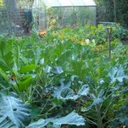 Improving the soil in the old kitchen garden