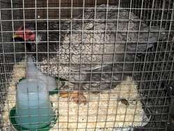 Agatha our borrowed broody hen Agatha our borrowed broody hen
