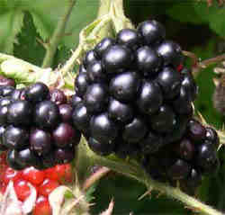 a ripe blackberry