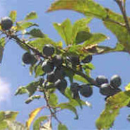 The Great Sloe Gin Challenge – Three variations of our sloe gin recipe