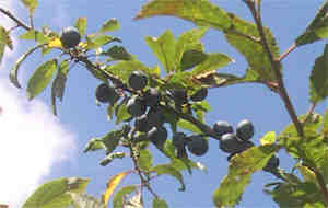 Sloes on a blackthorn bush against a backdrop of a beautiful blue september sky