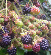 Gilbert’s blackberry whisky recipe