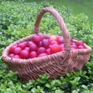 Cottage Smallholder Plum Chutney or Damson Chutney