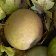 Apple Chutney recipe