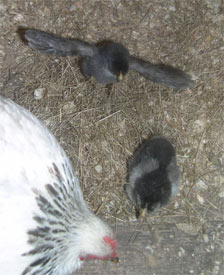 10 day old bantam chicks