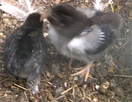 Beatyl and Dixie. Bantam chicks playing in the run