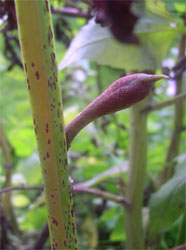 Broad bean fungal disease