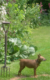 Contessa in the garden