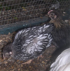 Dixie and Beatyl one month old bantams