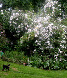 Inca the Min Pin and rosa Rambling Rector