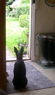 Inca at the kitchen door