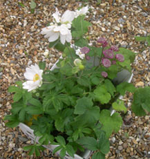 Japanese anenome and astrantia major.jpg