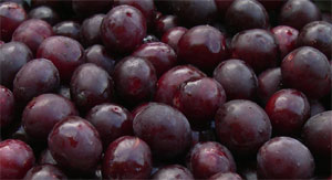 Ripe Damsons