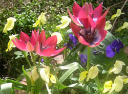 Little Beauty Species Tulip