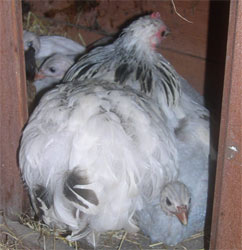 Mrs B and keets roosting in nesting box