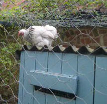 Mrs B on hen house roof