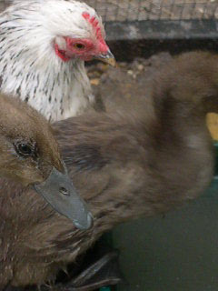 Mrs Boss and Indian Runner ducklings one month old