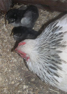 Mrs Boss and bantam chicks