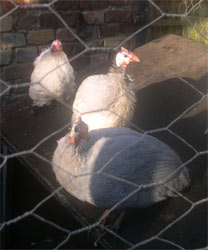 Mrs Boss and guinea fowl