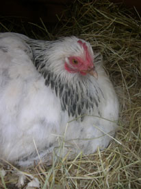 Mrs Boss sitting on six guinea fowl eggs