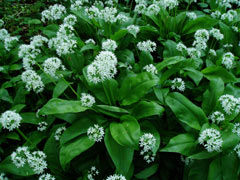 Ramsons (Allium ursinum)