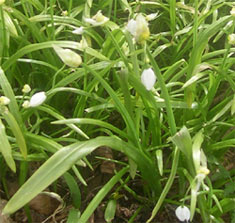 Rocambole - edible allium